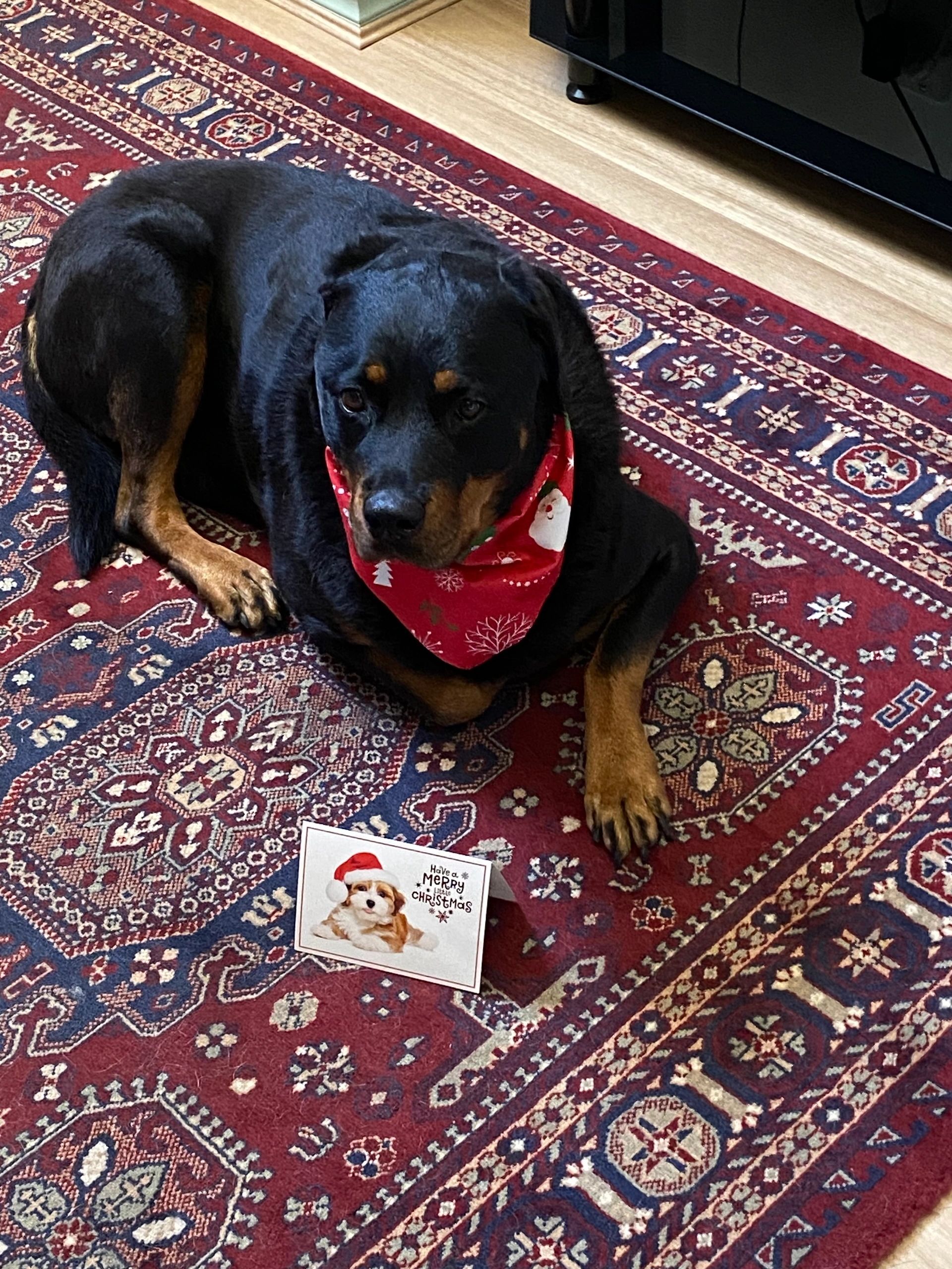 A happy dog groomed by K9 Pampering